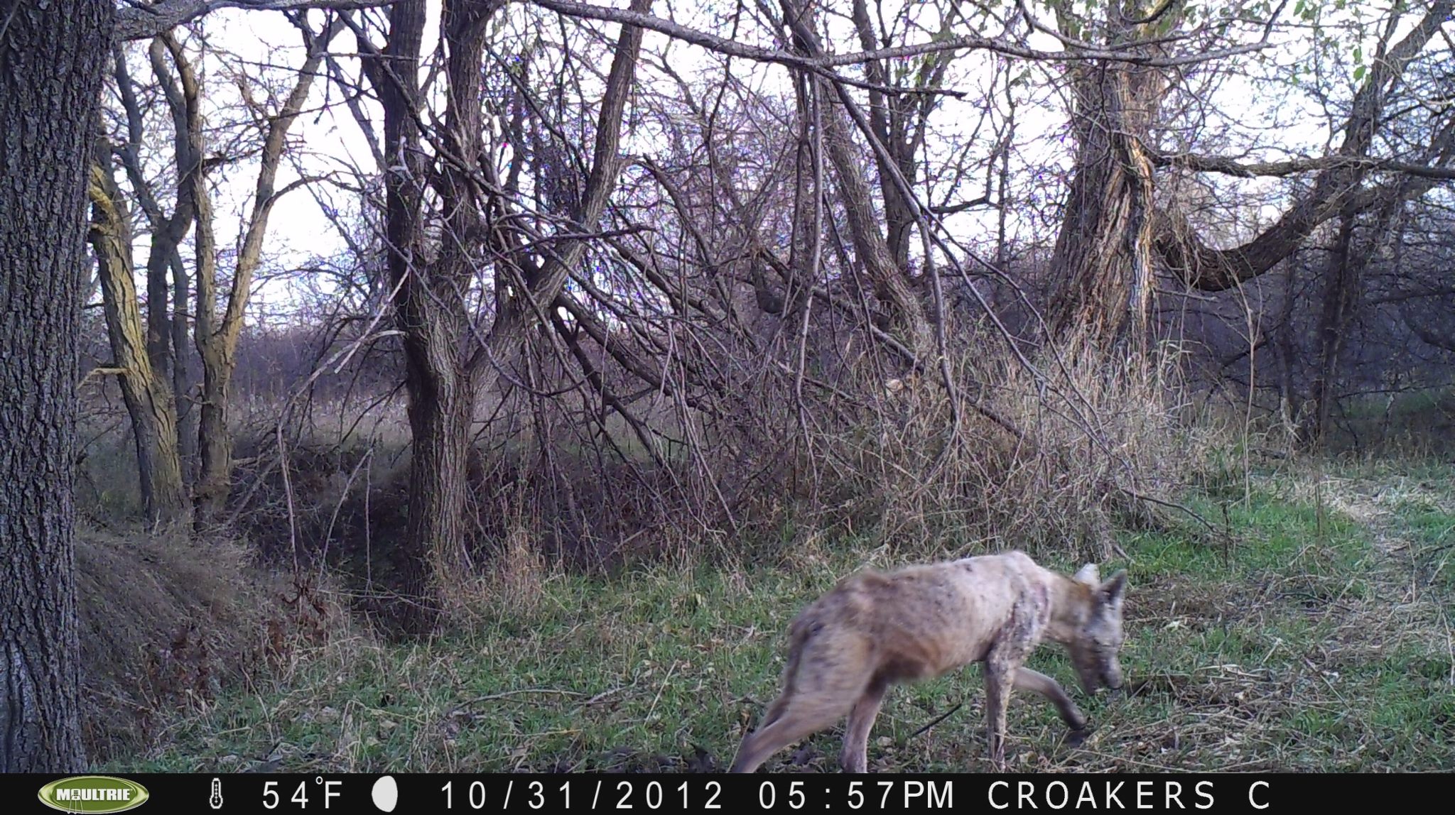 Attached picture mange coyote.jpg